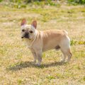 『運動が苦手』な犬…