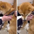 柴犬さんの『世界一…