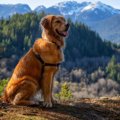 なぜ犬は高いところ…
