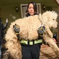 大型犬の子犬工場を…