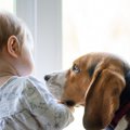 犬がじぃっと『人の…