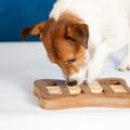 愛犬に新しいモノを…
