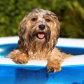 犬と『水遊び』をす…