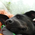 愛犬が病の痛みで苦…