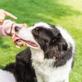 犬の『しつけ』を失…