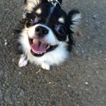 犬のお散歩中のトイ…