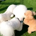 犬2匹をドッグランに…