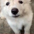 【ネパール】トマト…
