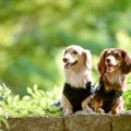犬同士が『そっくり…