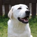 ある家族の決断…『愛…