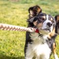 犬が『反抗期』にな…