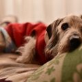 愛犬が亡くなる前に…