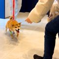 犬が3日間の入院生活…