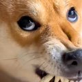 歯をむき出しにして…