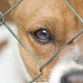 犬は捨てられたとし…