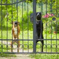 犬が『来客の時に吠…