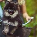 犬を自転車のかごに…