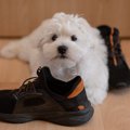 犬は『足音』だけで…