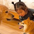 『2匹の犬がケンカを…