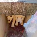 山の中で捨てられ、…