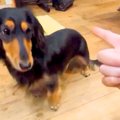 犬の幼稚園で『バー…
