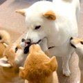 犬の赤ちゃんがお父…