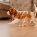 犬がおしっこを我慢…
