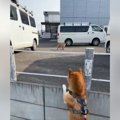 犬との散歩中に『キ…