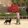 ドッグレスキュー「…