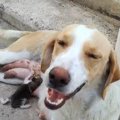 ごみバケツに小さな…