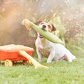 犬にとって『消化に…