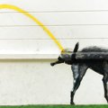 犬のおしっこの色が…