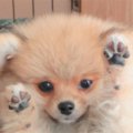 「いないいないばあ…