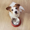 犬が一日に何度も『…