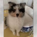 おやつの時だけ？賢…