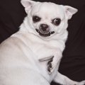 犬から『嫌われる人…