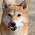 犬が『醤油』を舐め…