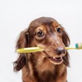 犬の歯周病が認知症…