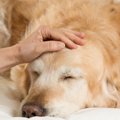 犬も自律神経失調症…