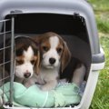 犬が動揺していると…