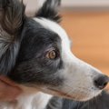 どうして犬は知能が…
