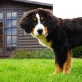 愛犬との暮らしをも…
