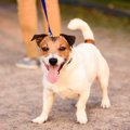 犬の散歩で毎回ダッ…