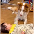 犬に『妹ができた』…