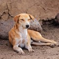 犬の顔認識アプリが…