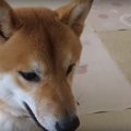 生徒も保護者もわん…
