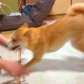 犬が家族に『5ヶ月ぶ…