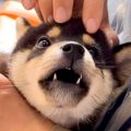 赤ちゃん犬を飼って1…