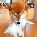 『ニコニコ笑う犬』…