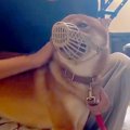 病院で獣医を噛み『…